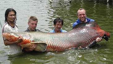 Record photograph for Arapaima gigas